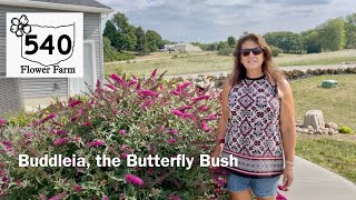 Butterfly Bush [upl. by Akilam]