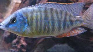 Malawi Hap Peacock Tank Mostly [upl. by Maximilien]