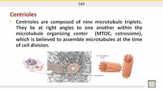 علم الحيوان Zoology  الوحدة 3  Cytoskeleton  Microtubules [upl. by Halstead]