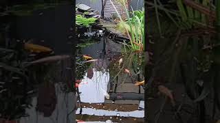 Ornamental pond fish koi diykoipond backyardkoipond [upl. by Airalednac]