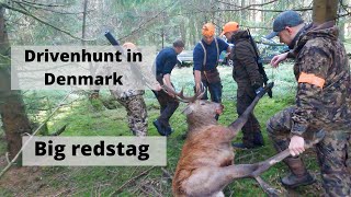 Trykjagt i Danmark  Drivenhunt in Denmark  Drückjagd in Dänemark [upl. by Aliekahs]