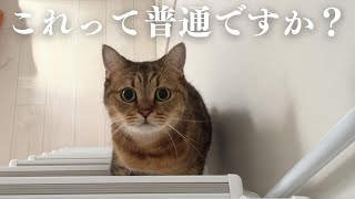 生まれてはじめて階段を上る猫のお尻が可愛すぎた件 [upl. by Valentina]