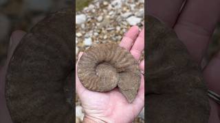 Palm Sized Ammonite Fossil discovery while Creek Walking for fossils North Texas fossilhunting [upl. by Eiveneg644]