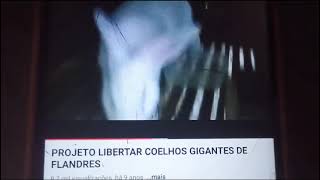 estamos recebendo encomendas para vendas de filhotes de coelhos gigantes [upl. by Namie891]