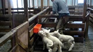 Milking Train Lamb Feeding Demonstration Video 2 [upl. by Placida861]