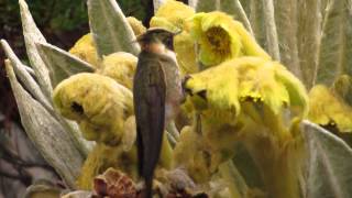 endemic Buffy Helmetcrest Oxypogon stubelii National Park los Nevados Birding tour central andes [upl. by Basile]