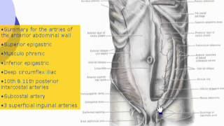 12 Blodd supply of abdominal wall Abdomen [upl. by Nageet]