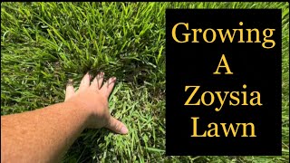 Zoysia…growing tough low maintenance and drought tolerant grass From seed to plugs to lawn [upl. by Salohci630]