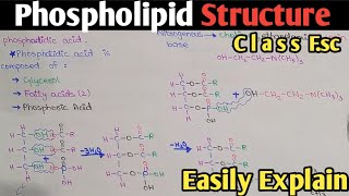 Phospholipid Structure  Phosphotidylcholine  Class 11  UrduHindi [upl. by Elena]