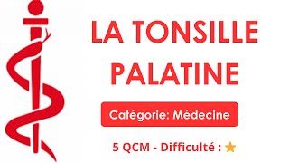 Médecine La tonsille palatine [upl. by Bathesda]