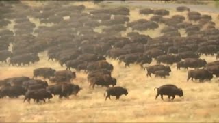 Buffalo herd wows South Dakota crowd [upl. by Pia]