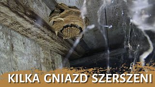 Kilka gniazd szerszeni  usuwanie gniazda  likwidacja gniazda  gniazdo szerszeni  szerszenie [upl. by Llenrup]