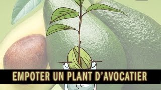 Comment empoter un jeune plant davocatier how to plant an avocado tree [upl. by Drolet987]