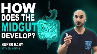 Embryology of the GIT II  Midgut Easy to Understand [upl. by Herrmann788]