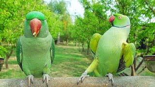 Smart and Funny Parrot Greeting Parrot [upl. by Llennor]