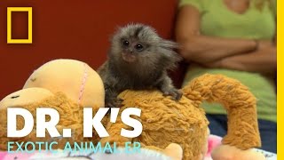 A Marmoset Mama  Dr Ks Exotic Animal ER [upl. by Anawait]