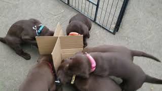 Eating outside with dividers chocolateclanlabradors5549 [upl. by Gasser]