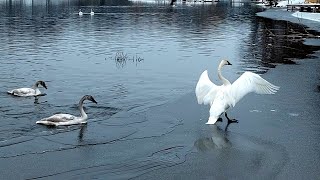 Trumpeter Swan Trumpeting Honking shorts [upl. by Staffan797]