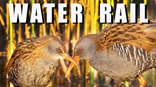 WATER RAIL birds during breeding season [upl. by Elocim]