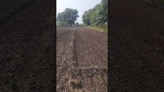 Sukharanya Farms  4th nov 2024 sowing wheat seeds gold 23 brand lokwan [upl. by Eniladam]