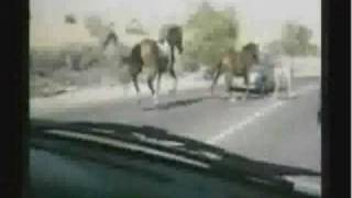 Horse Crashes Into Car [upl. by Mullins519]