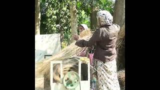 bangladesh krishi khamar shareshoplocalshortsvideoshortvideoshortsYoutubekrishivillage [upl. by Saks945]