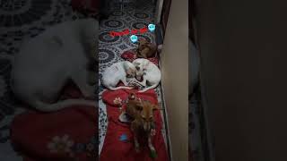 MsSamisharmathandi ho gyi ye log aa gye apne ghr doglover [upl. by Cathryn]