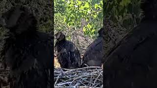 Arconic eaglets Caitlin and Clark preparing to fledge eagles eaglesnews eaglets [upl. by Allicirp]