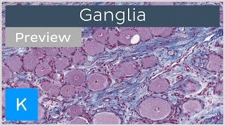 Ganglia of the Nervous System preview  Histology  Kenhub [upl. by Eissehc]