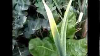 Food Forest onion garlicbroccoli kale silverbeets amp salads growing together [upl. by Annabella]