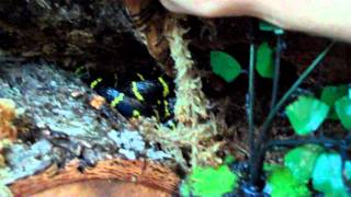 Basic Mangrove Snake Care [upl. by Lednahs]