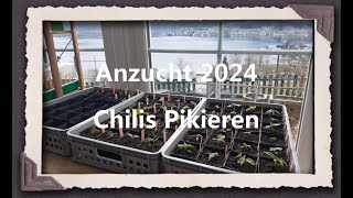 Anzucht 2024  Chilis Pikieren [upl. by Ado]