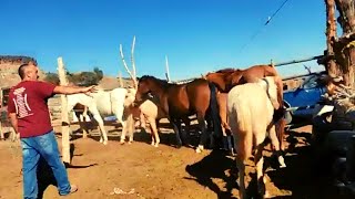 BUYING HORSES ON THE NAVAJO RESERVATION  what we do [upl. by Nellie]