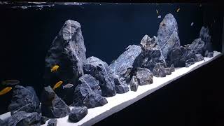 Acquario Malawi full mbuna 240x60x60 040724 [upl. by Eeniffar]