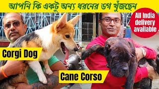 All Dogs Breed In One Kennel  Kolkata Dog Kennel  dog market in kolkata  Dog Kennel  Dogs [upl. by Loseff]