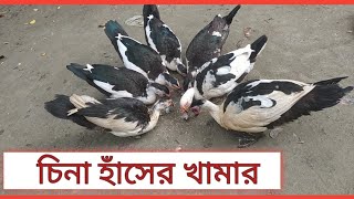 চিনা হাঁসের খামার। [upl. by Naujat451]