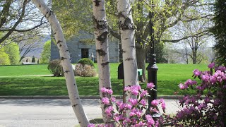 Traveling to Springtime at the Vermont State Historic Sites [upl. by Gratia626]