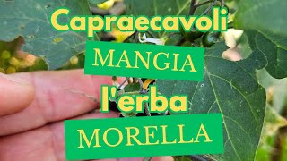 CAPRAECAVOLI MANGIA LERBA MORELLA [upl. by Wertz]