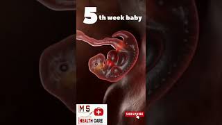 5th week 🍼 devlopment early pregnancy scan 5 week pregnancy baby weekspregnant share [upl. by Akyre]