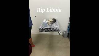 rip to libbie [upl. by Lertsek]