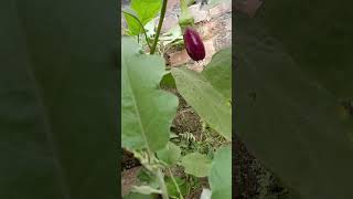 Flower and fruit of brinjalSolanum melongena botanical name [upl. by Ennyletak]