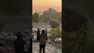 viralvideo haathi damak minivlog trending sarlahi Chapeti nepal vlog damakjhapa views fy [upl. by Ahtnahc]