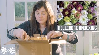 Hellebore Plant Unboxing Pine Knot Farms Growing Lenten Rose [upl. by Benil]