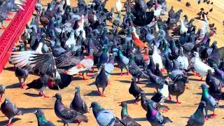 THE TOP VIDEO ON ROCK DOVES amp FERAL PIGEONS LIVES [upl. by Odlareg]