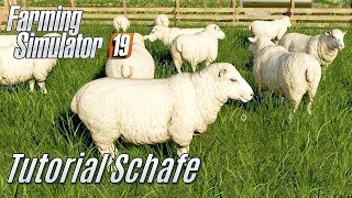 LS19 Schafe Tutorial  für Einsteiger [upl. by Goodill]