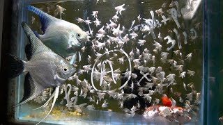 Secrets Shared by a LifeLong Fish Breeder  Tour [upl. by Hildagarde998]