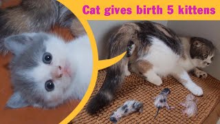 Cat Giving Birth Cat Gives Birth To 5 Kittens  Part 1 [upl. by Leahcir543]