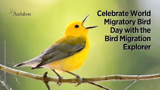 Celebrate World Migratory Bird Day with the Bird Migration Explorer [upl. by Esnahc]