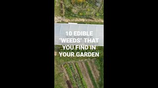 10 Edible Weeds you can find in your garden [upl. by Oiludbo]