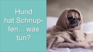 Hund hat Schnupfen was tun [upl. by Llehctim]